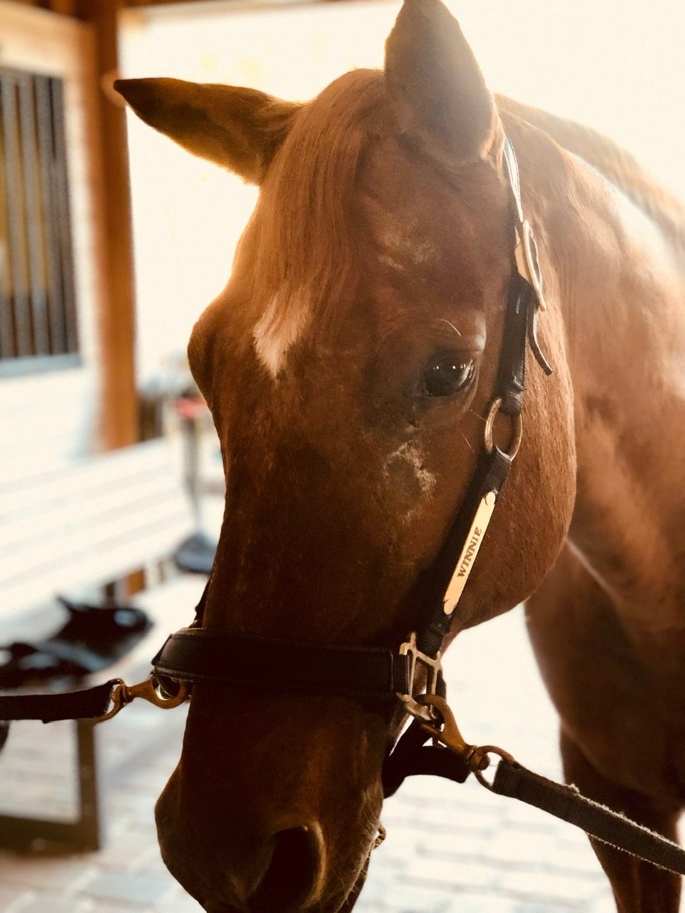 Winnie, a chestnut mare, at the barn